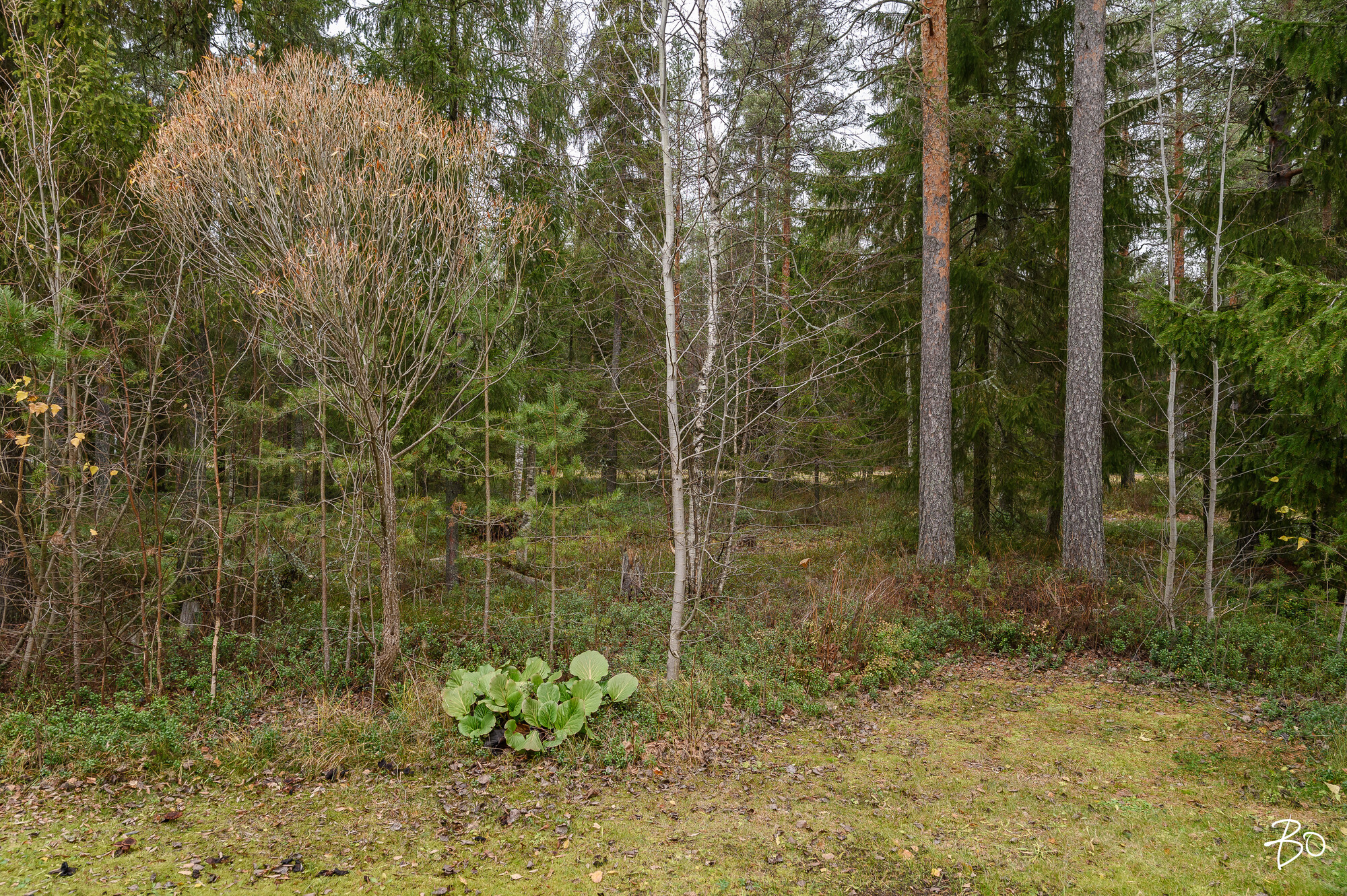Huurrekuja 1 - image 20